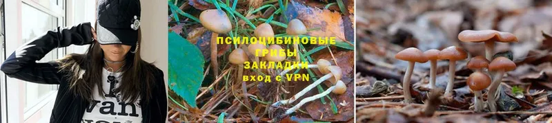 Галлюциногенные грибы Psilocybine cubensis  МЕГА ТОР  Кингисепп 